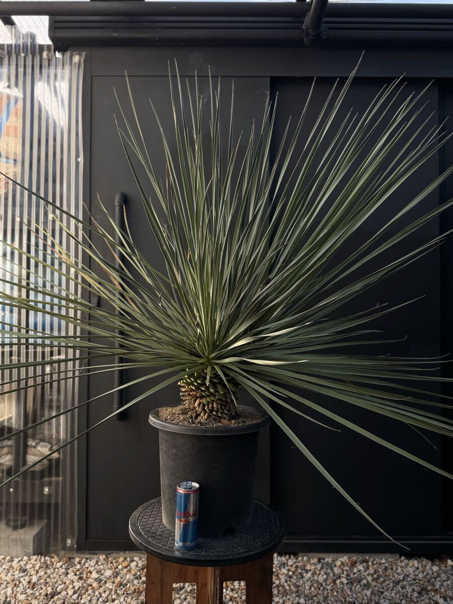 中古】ユッカ グラウカ ″ Yucca glauca ″ の落札情報詳細 - Yahoo