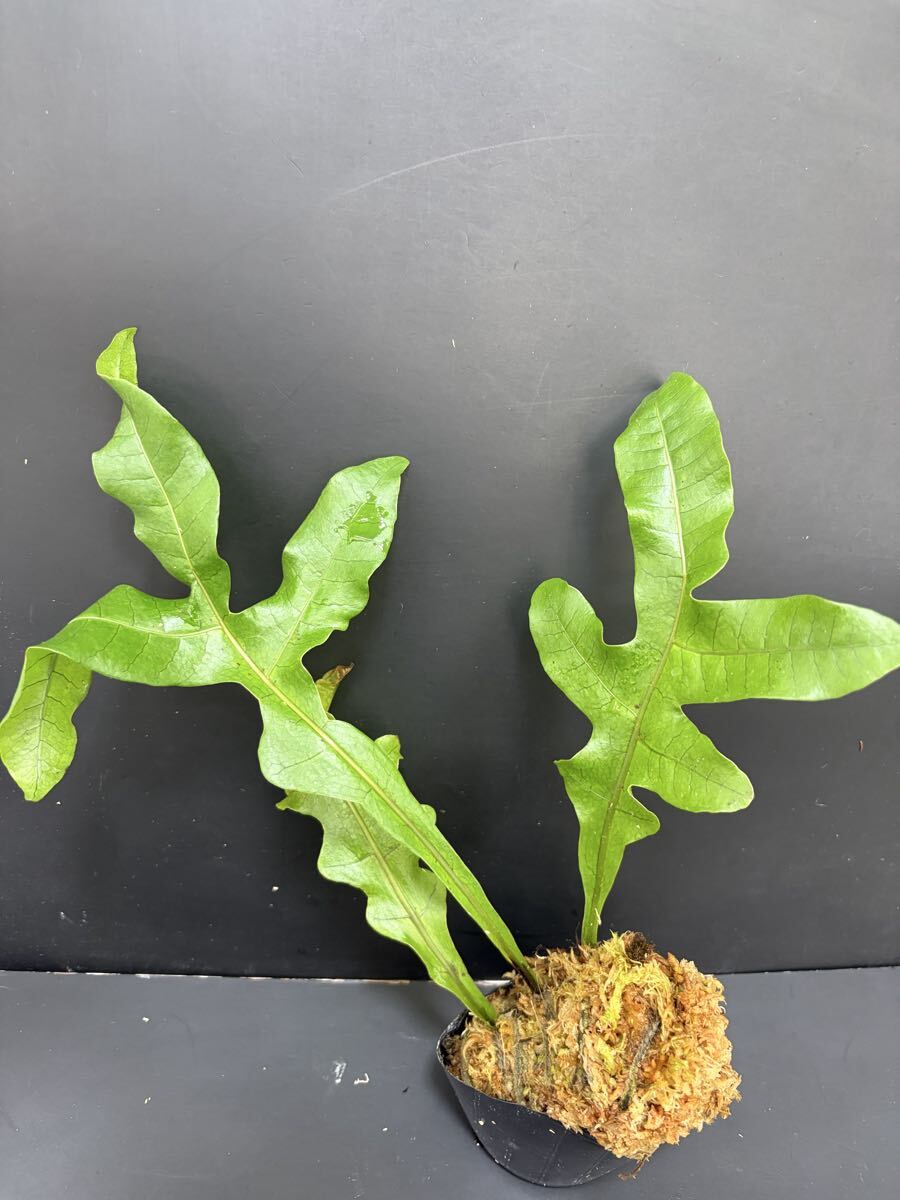 ワイルド株】☆希少種☆Drynaria involuta from Hulu Kapuas