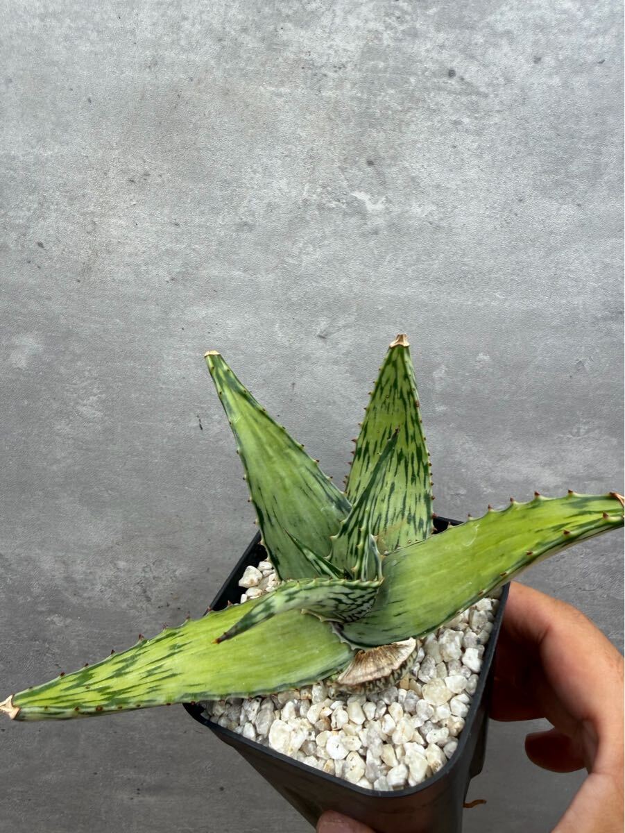 アロエ ペッキー Aloe peckii ♪3点以上で第4種送料無料♪☆多肉植物