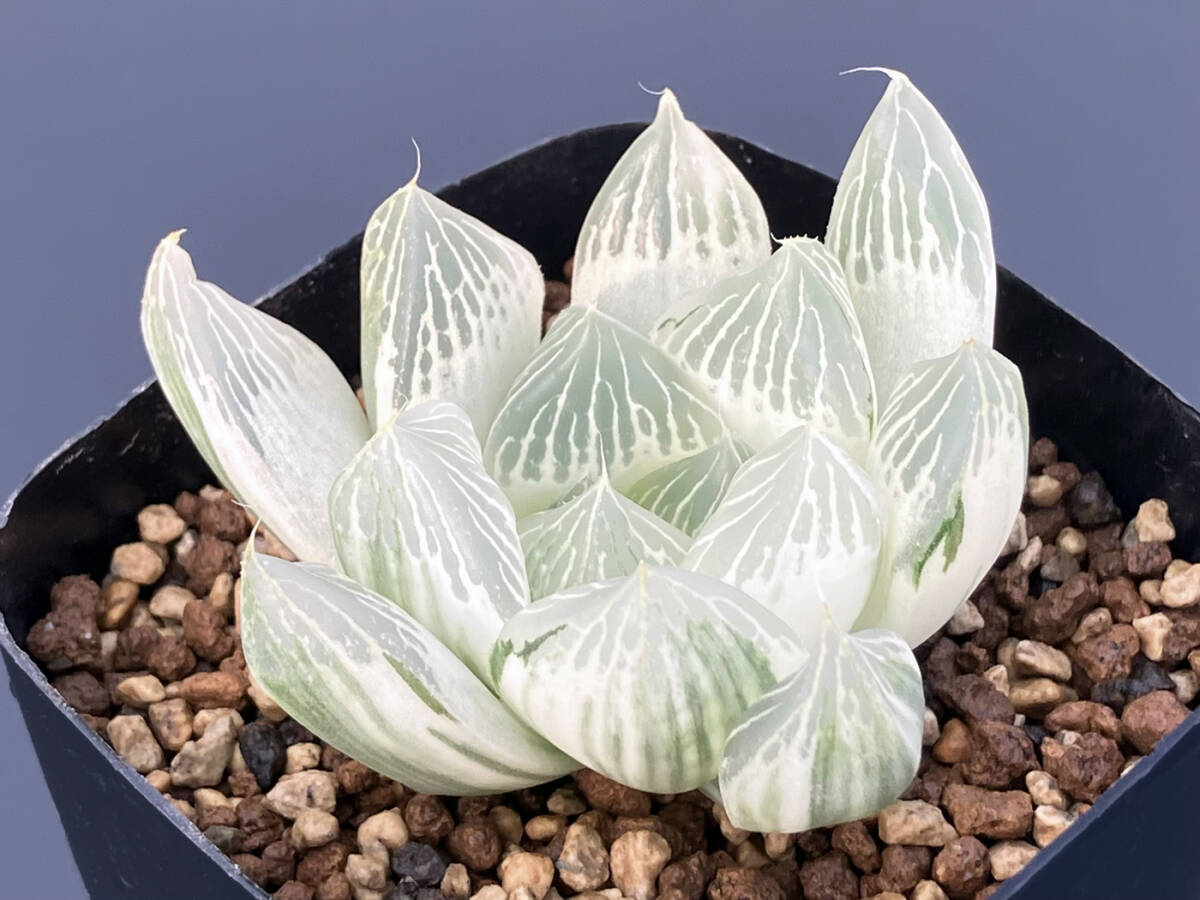 ハオルチア ソウルクラウン ☆多肉植物☆の落札情報詳細 - Yahoo