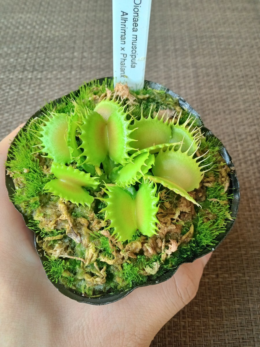 ハエトリソウ GJ Phalanx /// Dionaea 園芸品種 食虫植物 ディオネアの