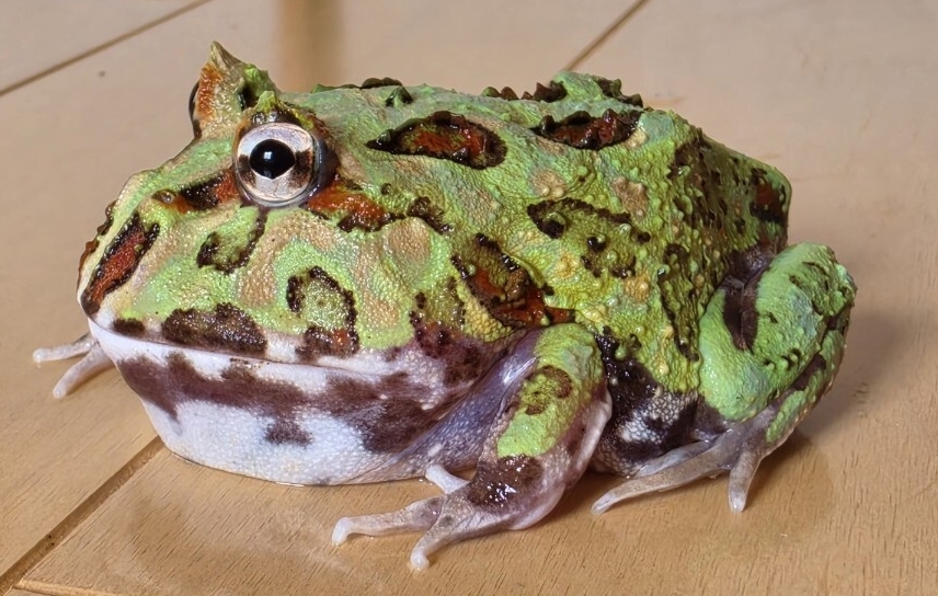 未使用】XXLサイズ!! 23cm アフリカウシガエル オス 飼込 ほぼ最大