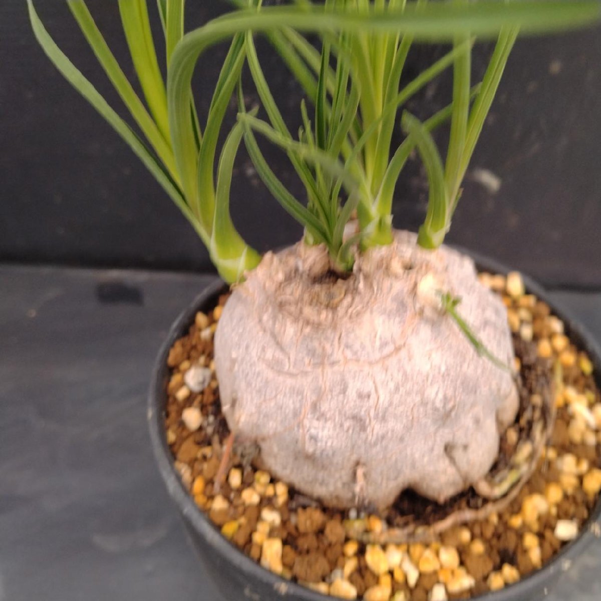 中古】ボーカルネア グラキリス Beaucarnea gracilis 良形の落札情報