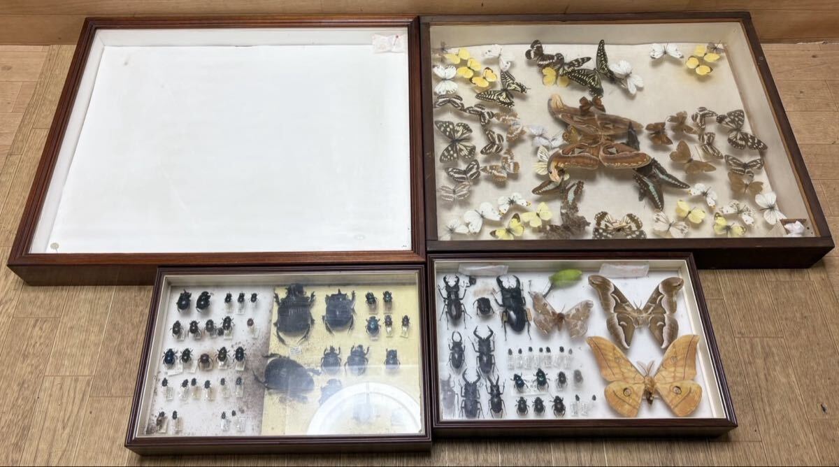 中古】外国の蝶・蛾標本 クジャクヤママユ 1ペア の落札情報詳細