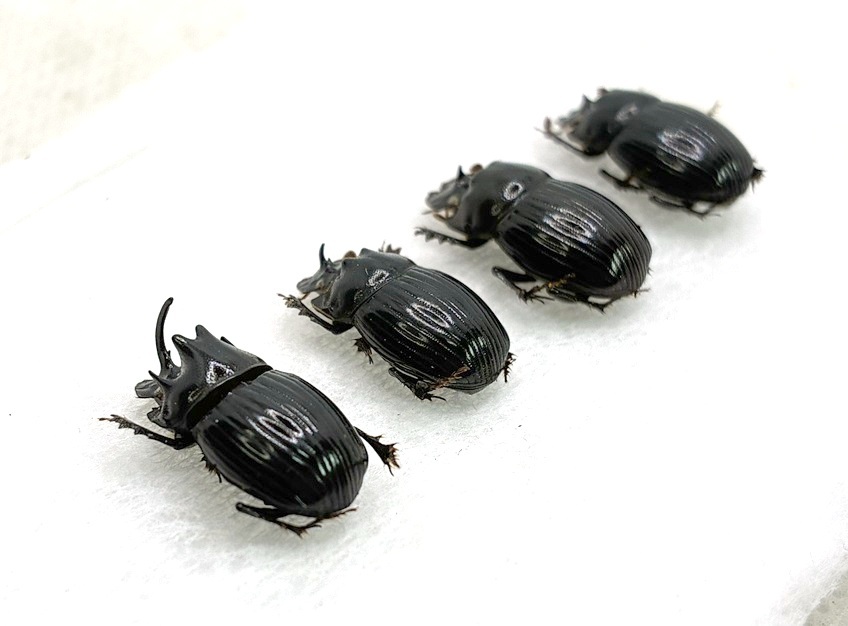 昆虫標本 京都府産 ゴホンダイコクコガネ の落札情報詳細 - Yahoo