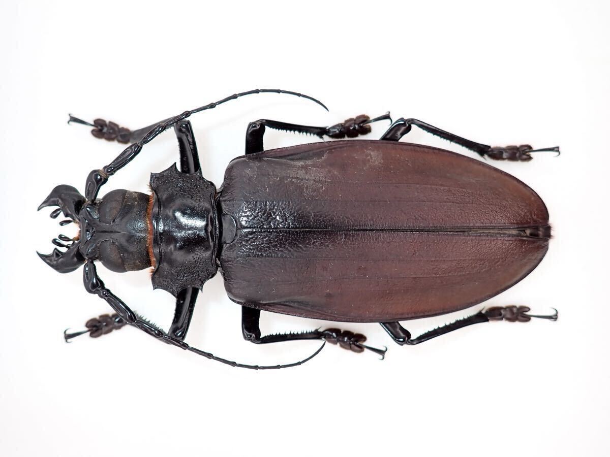 昆虫標本 タイタンオオウスバカミキリ Titanus giganteus 147mmの落札
