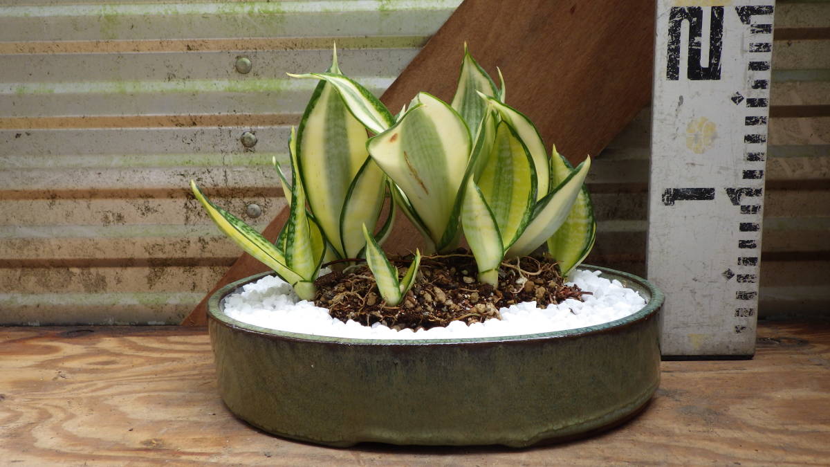 新品 サンスベリア ゴールデンハニー サンスベリア ゴールデンハニー 観葉植物 陶器鉢 の落札情報詳細 ヤフオク落札価格情報 オークフリー スマートフォン版