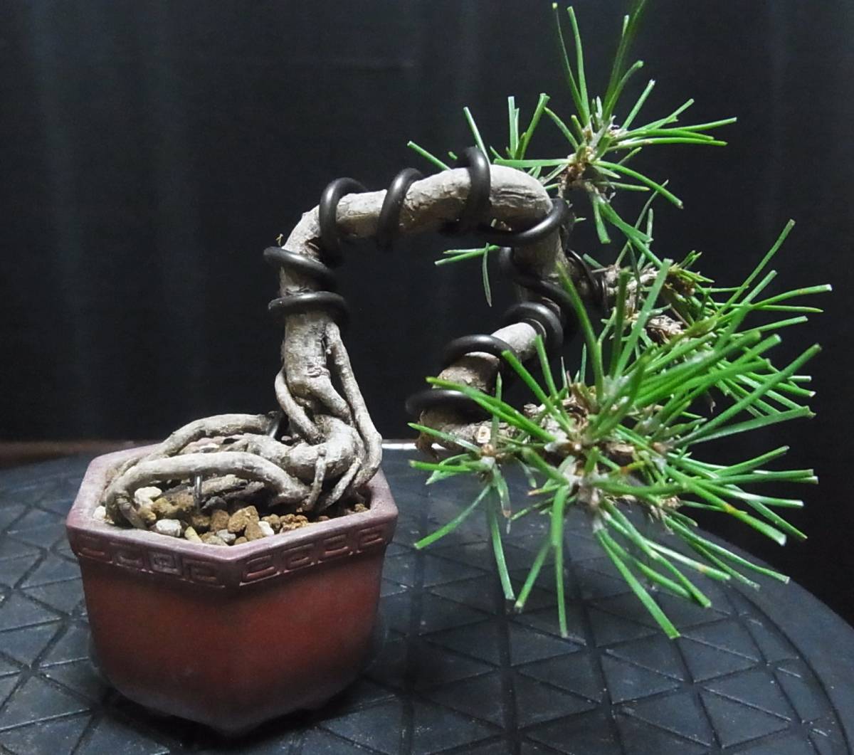 黒松（くろまつ）｜小品盆栽懸崖 樹高約14cm 荒々しい幹肌と迫力ある姿