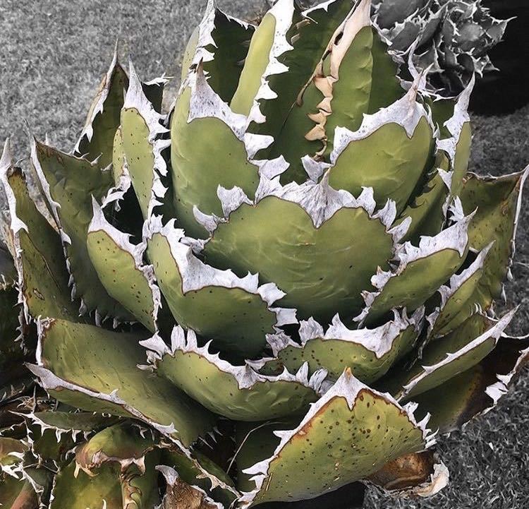 化け物 アガベ チタノタ 大鋼牙 白排刺 子株