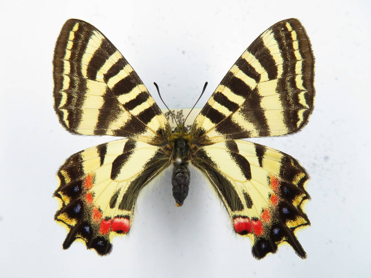 国産蝶標本 ヒメギフチョウ (赤上がり) A♀ 長野県・浅間温泉 産の落札