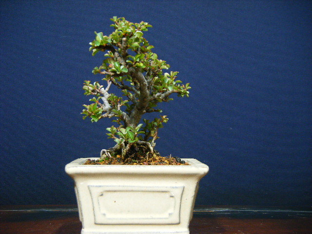 ミニ盆栽用素材 長寿梅5 9模様木仕立て 古木 盆栽素材 花木 初心者 盆栽を始める方 の落札情報詳細 ヤフオク落札価格情報 オークフリー スマートフォン版