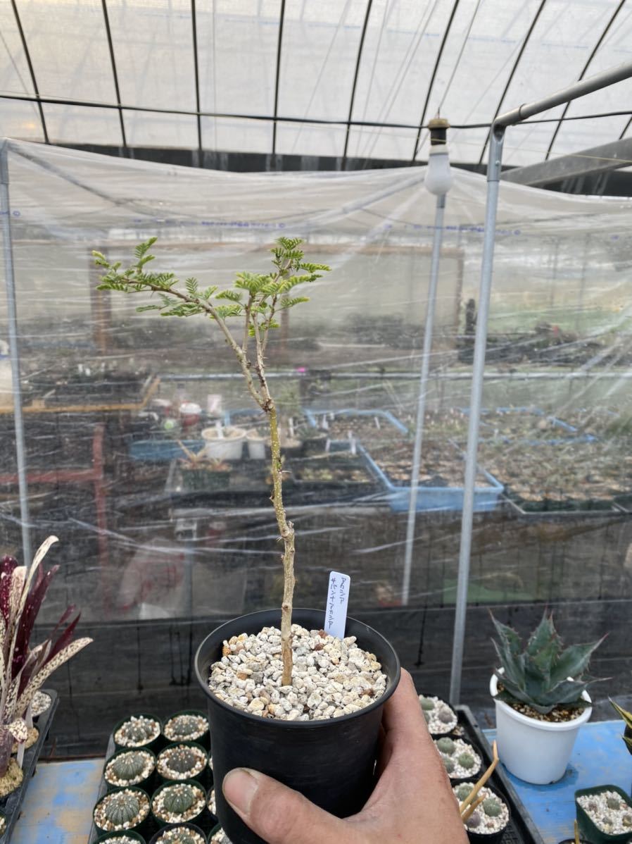 アカシア トルティリス サバンナアカシア の落札情報詳細 ヤフオク落札価格情報 オークフリー スマートフォン版