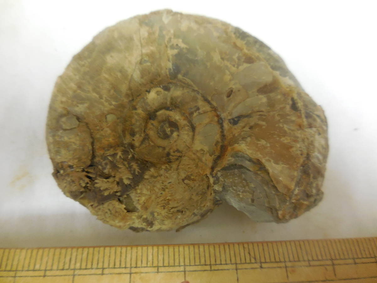 ○北海道の化石 羽幌のヨコヤマオセラス オルナタム