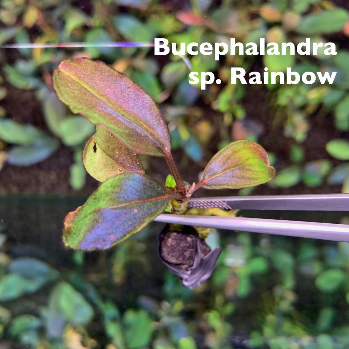 Bucephalandra sp.purple 2020 カミハタ便 Bucephalandra sp.2020 purple[カミハタ]