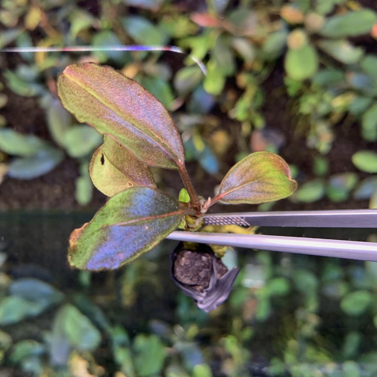 【現地消滅種❣️】ブセファランドラ sekadau 3【TB】 現地消滅種❣️】ブセファランドラ sekadau 3【TB】 【公式通販】