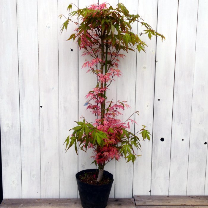 新品】モミジ 花司もみじ 紅葉 全高90cm ハナツカサ 植木 苗木 庭木