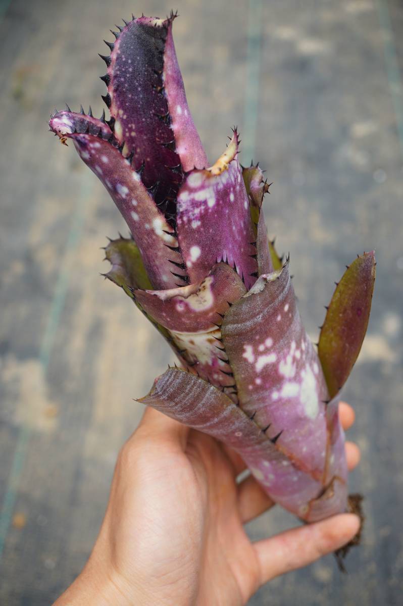 ビルベルギア スローポーク fit=scale-down,w=1200