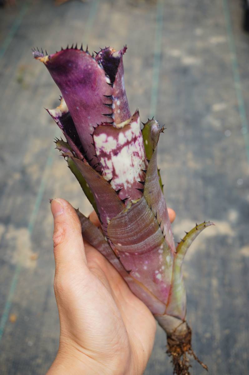 ビルベルギア Billbergia Slow Poke スローポーク 美株