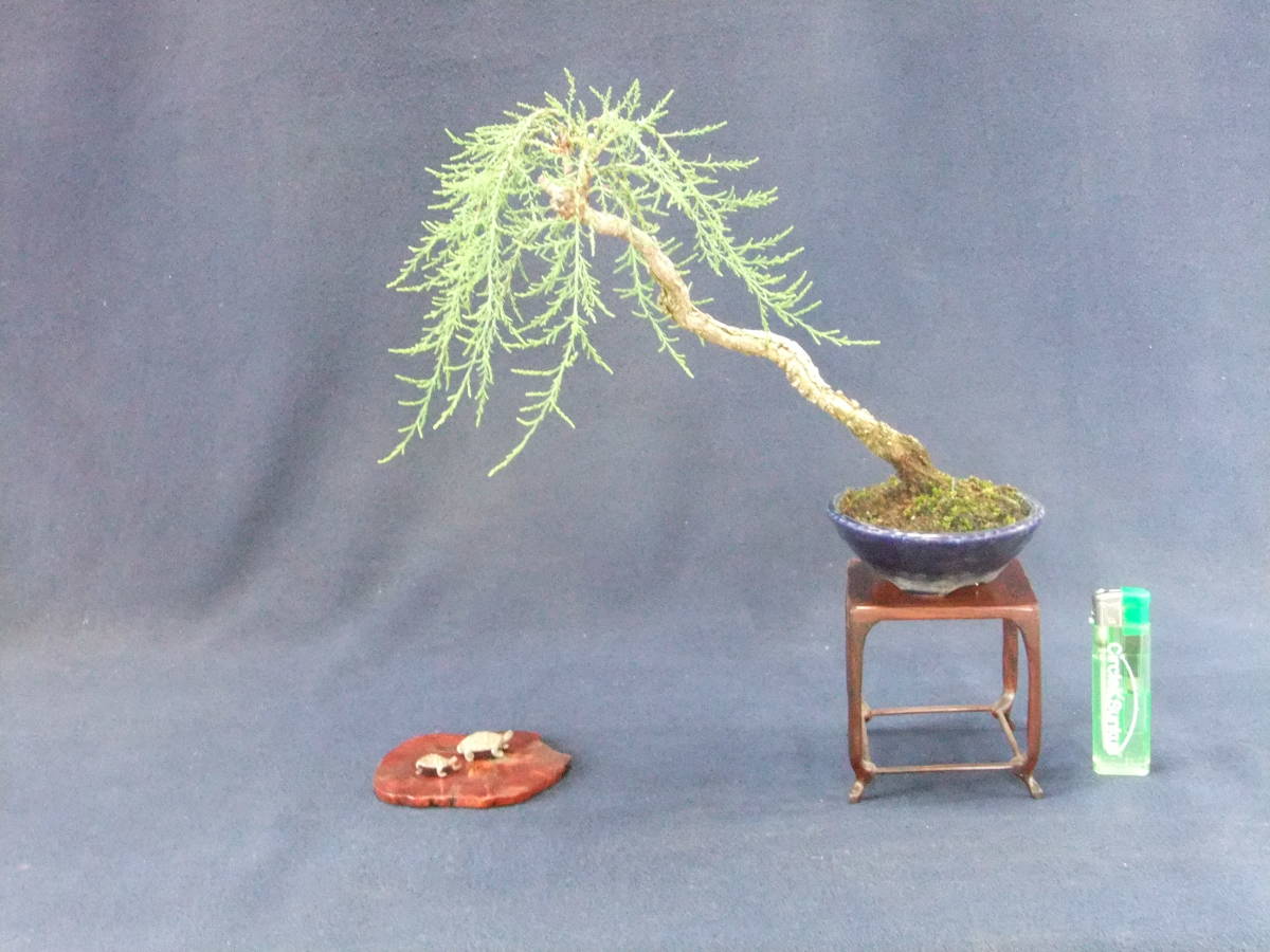 小品盆栽 ギョリュウ 枝垂れ柳針金掛け の落札情報詳細 ヤフオク落札価格情報 オークフリー スマートフォン版