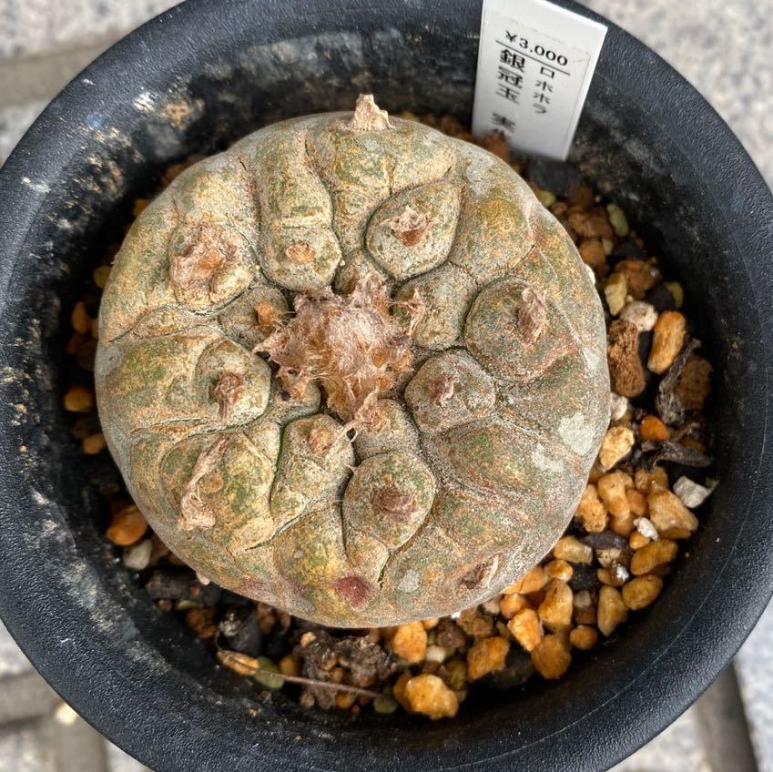 サボテン 銀冠 日焼け処分 の落札情報詳細 ヤフオク落札価格情報 オークフリー スマートフォン版