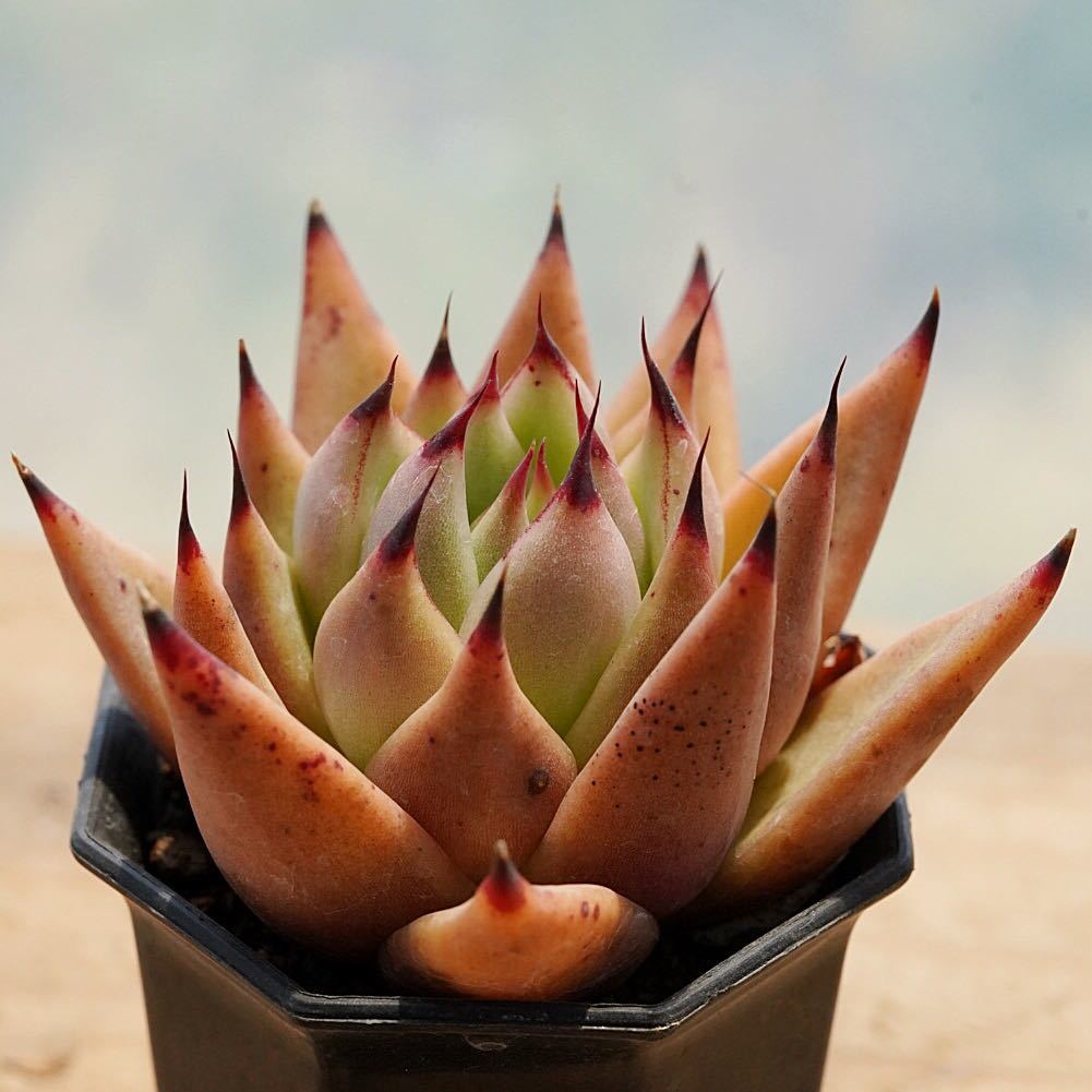 74 Echeveria Agavoides V Durango 輸入種子育成苗 エケベリア 多肉植物 多肉 抜き苗 の落札情報詳細 ヤフオク落札価格情報 オークフリー スマートフォン版 74 Echeveria Agavoides V Durango 輸入種子育成苗 エケベリア 多肉植物 多肉 抜き苗 の落札情報詳細 ヤフオク落札価格情報 オークフリー スマートフォン版