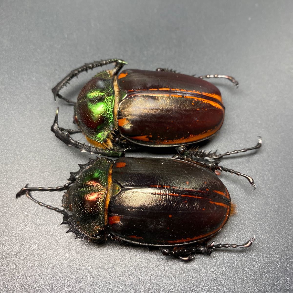 ヤンソニーテナガコガネ ♂68.8,♀59.2ベトナム 標本 ヤンソニーテナガコガネ ♂68.8,♀59.2ベトナム 標本 - メルカリ