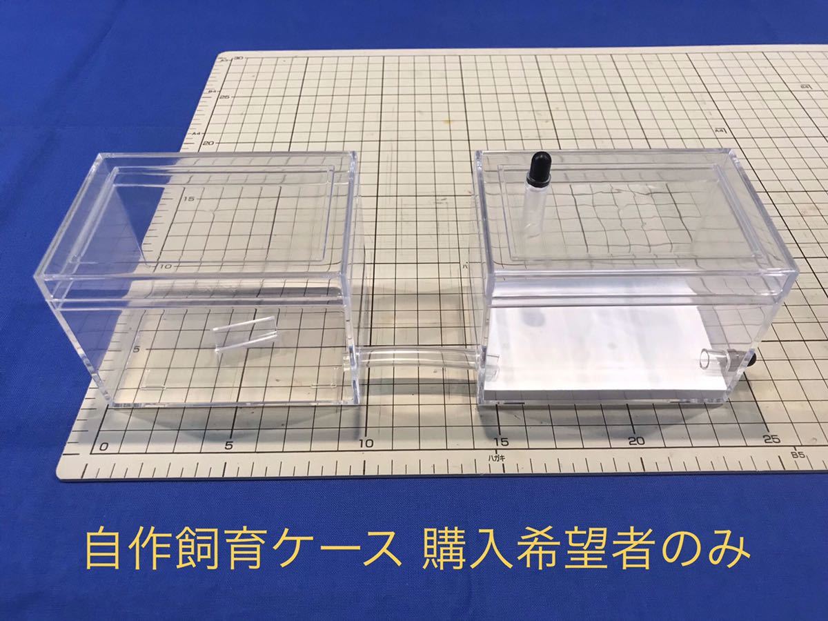 新品 クロナガアリ 新女王アリ 5匹 産卵確認済み 年5月初旬採集個体 自作飼育ケース同梱可能 購入希望者のみ の落札情報詳細 ヤフオク落札価格情報 オークフリー スマートフォン版