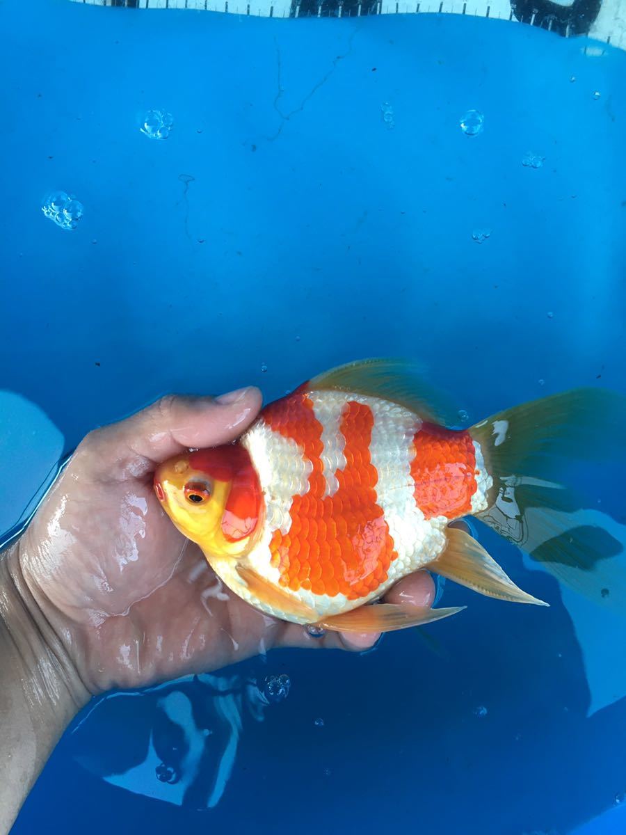 新潟玉サバ特大青木産地