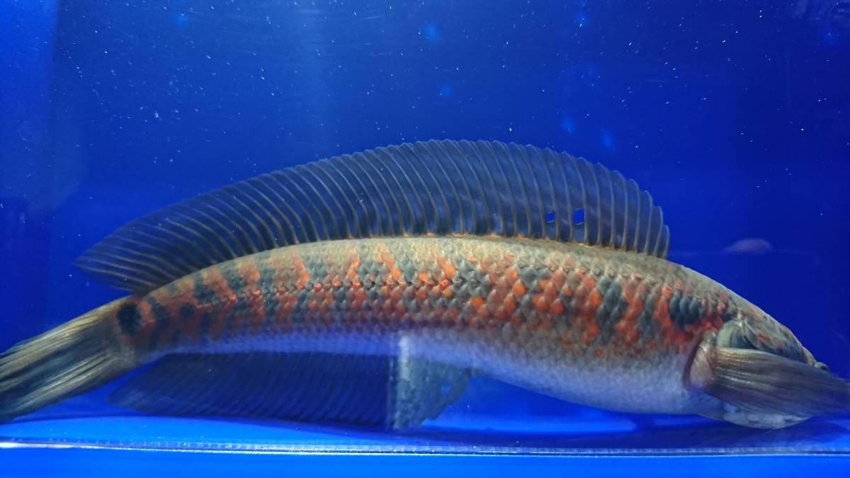 新品 即決のみ 人工ok レッドスポットコウタイ ２匹 傷あり特価 ヒーター不要 屋外管理 の落札情報詳細 ヤフオク落札価格情報 オークフリー スマートフォン版