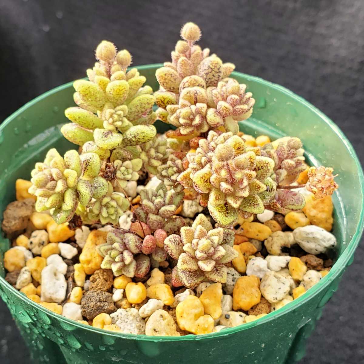 輸入種子実生 モナンテス ポリフィラ 多肉植物 Monanthes Polyphylla Ex El Hierro の落札情報詳細 ヤフオク落札価格情報 オークフリー スマートフォン版 輸入種子実生 モナンテス ポリフィラ 多肉植物 Monanthes Polyphylla Ex El Hierro の落札情報詳細 ヤフオク落札価格情報 オークフリー スマートフォン版
