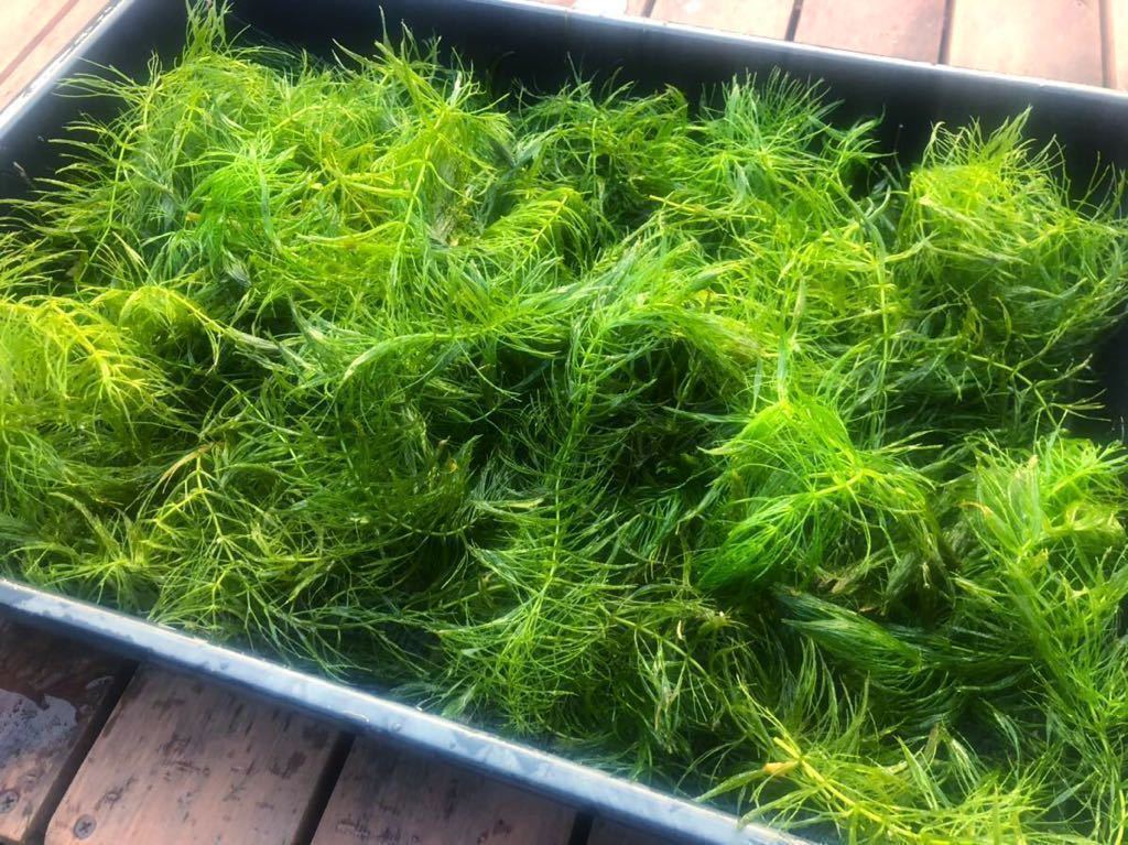 新鮮マツモ 水草 自家繁殖 無農薬 大量 水槽屋外飼育睡蓮鉢に メダカ 金魚 エビ エサ用に の落札情報詳細 ヤフオク落札価格情報 オークフリー スマートフォン版
