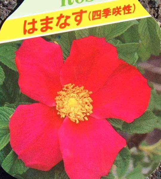 100円 ハマナス ロサ ルゴサ ハマナシ バラ 紅花 6号 大株 実はローズヒップとしてティーやジャムに の落札情報詳細 ヤフオク落札価格情報 オークフリー スマートフォン版