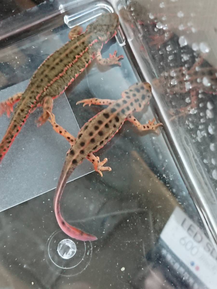 新品】☆九州産アカハライモリ色彩変異アダルトペア。鮮やかな朱色系の 新品】☆九州産アカハライモリ色彩変異アダルトペア。鮮やかな朱色系の