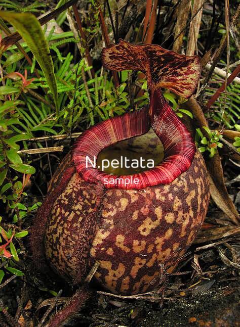 Nepenthes peltata（BE-3464）【食虫植物・ウツボカズラ】 新品】Nepenthes peltata BE-3464 ウツボカズラ 食虫植物 ネペンテスの