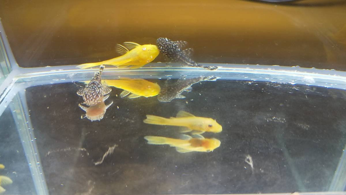 ブッシープレコ3種mix 6匹 コケ取りやタンクメイトに の落札情報詳細 ヤフオク落札価格情報 オークフリー スマートフォン版