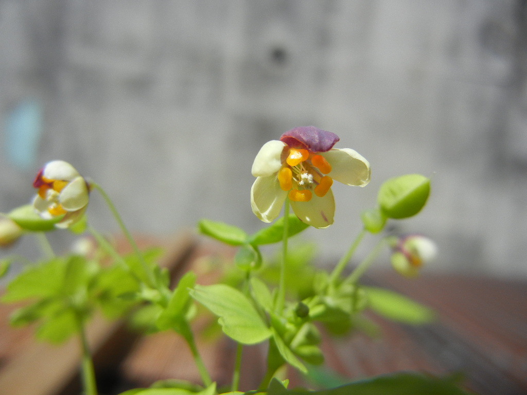 新品 山野草 アズマシロカネソウ 東白銀草 種子粒 の落札情報詳細 ヤフオク落札価格情報 オークフリー スマートフォン版
