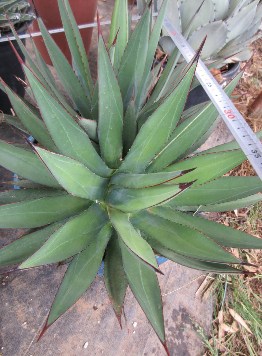 サボテン 多肉植物 アガベ 細葉アリゾニカ 2頭の落札情報詳細 - Yahoo