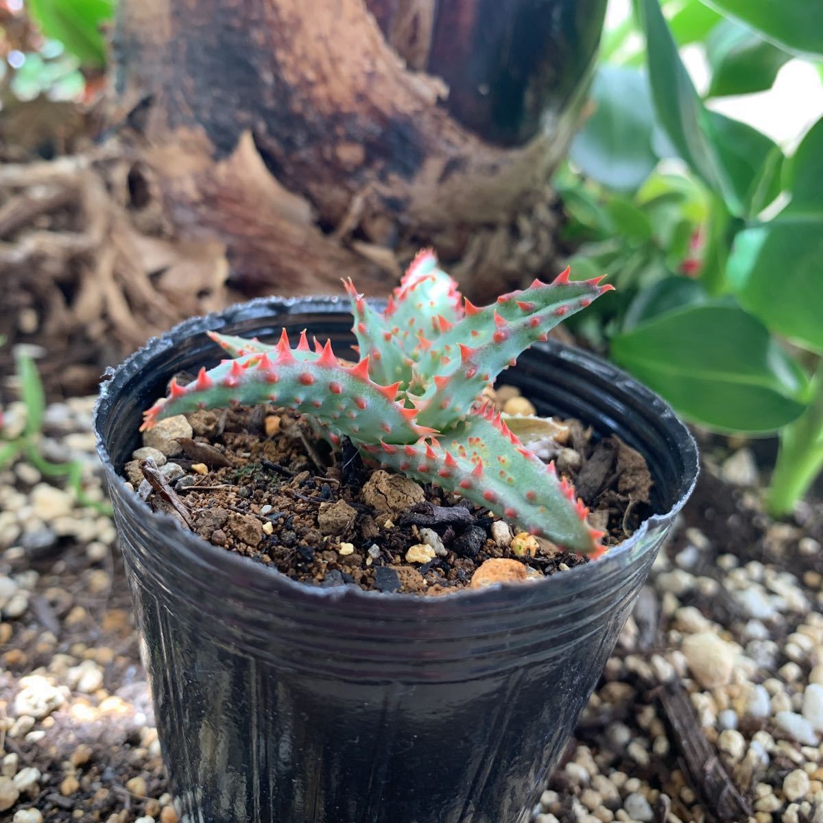 アロエ カスティロニアエ ×ラベンダ 交配種 Aloe castilloniae