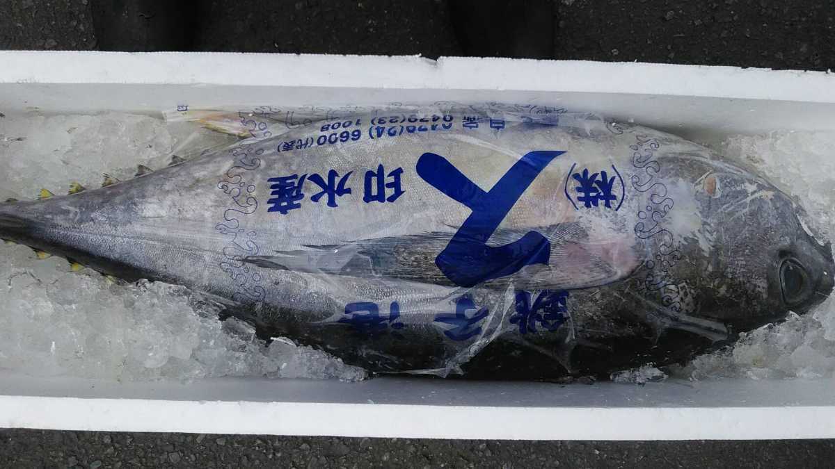 新品 千葉沖天然メバチマグロ9キロ一匹 の落札情報詳細 ヤフオク落札価格情報 オークフリー スマートフォン版