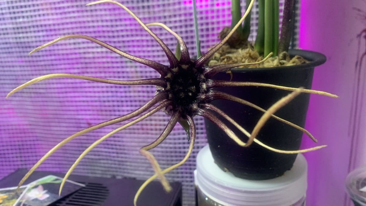 珍奇な花を咲かせるハランの一種 Aspidistra Grandiflora 食虫植物 山野草 斑入り レア ラン テンナンショウ 熱帯植物 の落札情報詳細 ヤフオク落札価格情報 オークフリー スマートフォン版