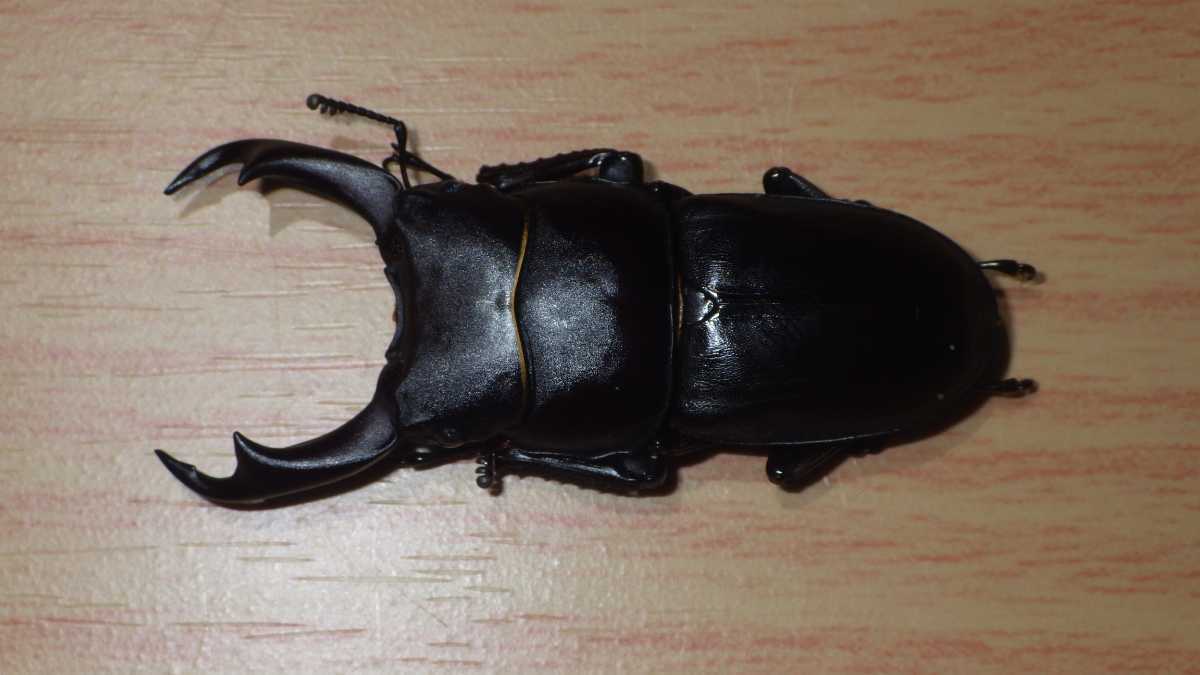 新品】【レア種！！】 オオコクワガタ ♂54㍉ 猪名川町産 WF1