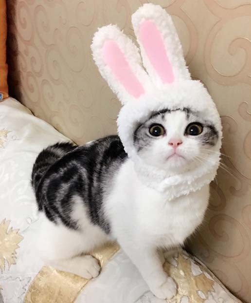 新品 即決 猫 帽子 猫コスプレ 白うさぎ 変身 ペット用帽子 猫 かぶりもの 耳付き 可愛い 写真 おもちゃ インスタ映え うさ耳 新品 Zct O029 の落札情報詳細 ヤフオク落札価格情報 オークフリー スマートフォン版