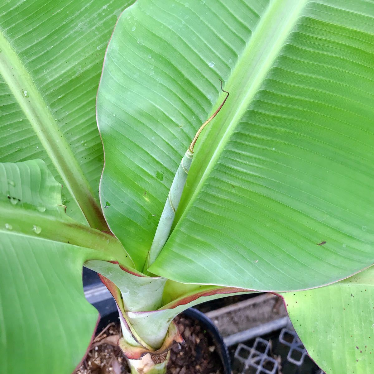 新品 送料無料 Hom Thong グロスミシェル種 バナナ苗 約90cm 7号ポット 21cm バナナ 熱帯果樹 果樹 苗 フルーツ 苗 の落札情報詳細 ヤフオク落札価格情報 オークフリー スマートフォン版