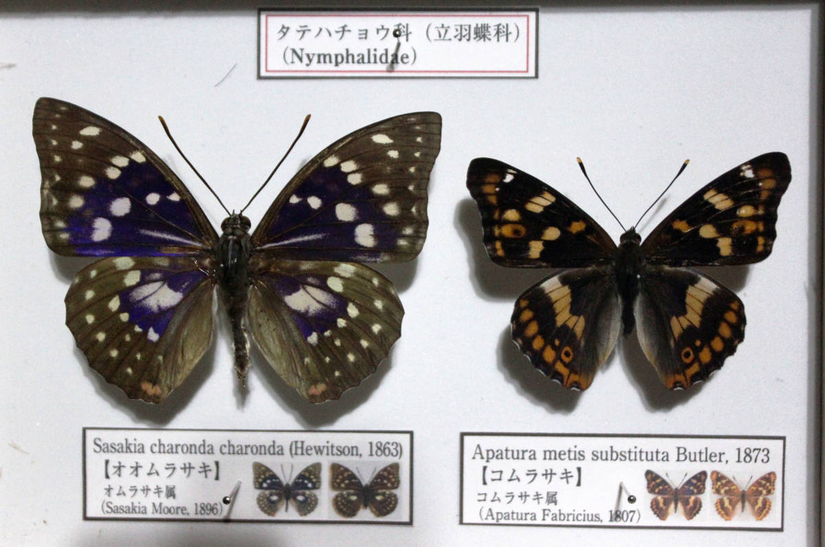 蝶標本 オオムラサキ&コムラサキの落札情報詳細 - Yahoo