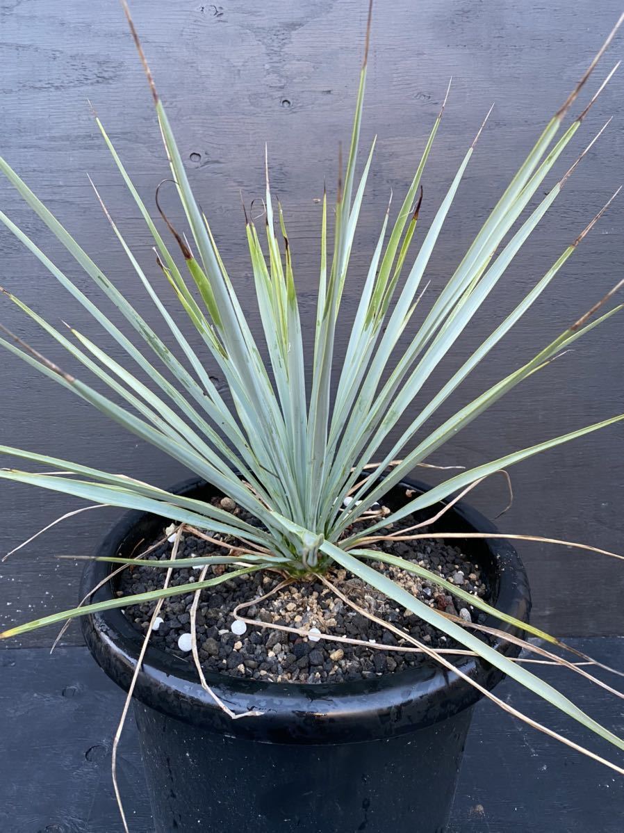 ユッカ トンプソニアーナ Yucca Thompsoniana ロストラータ