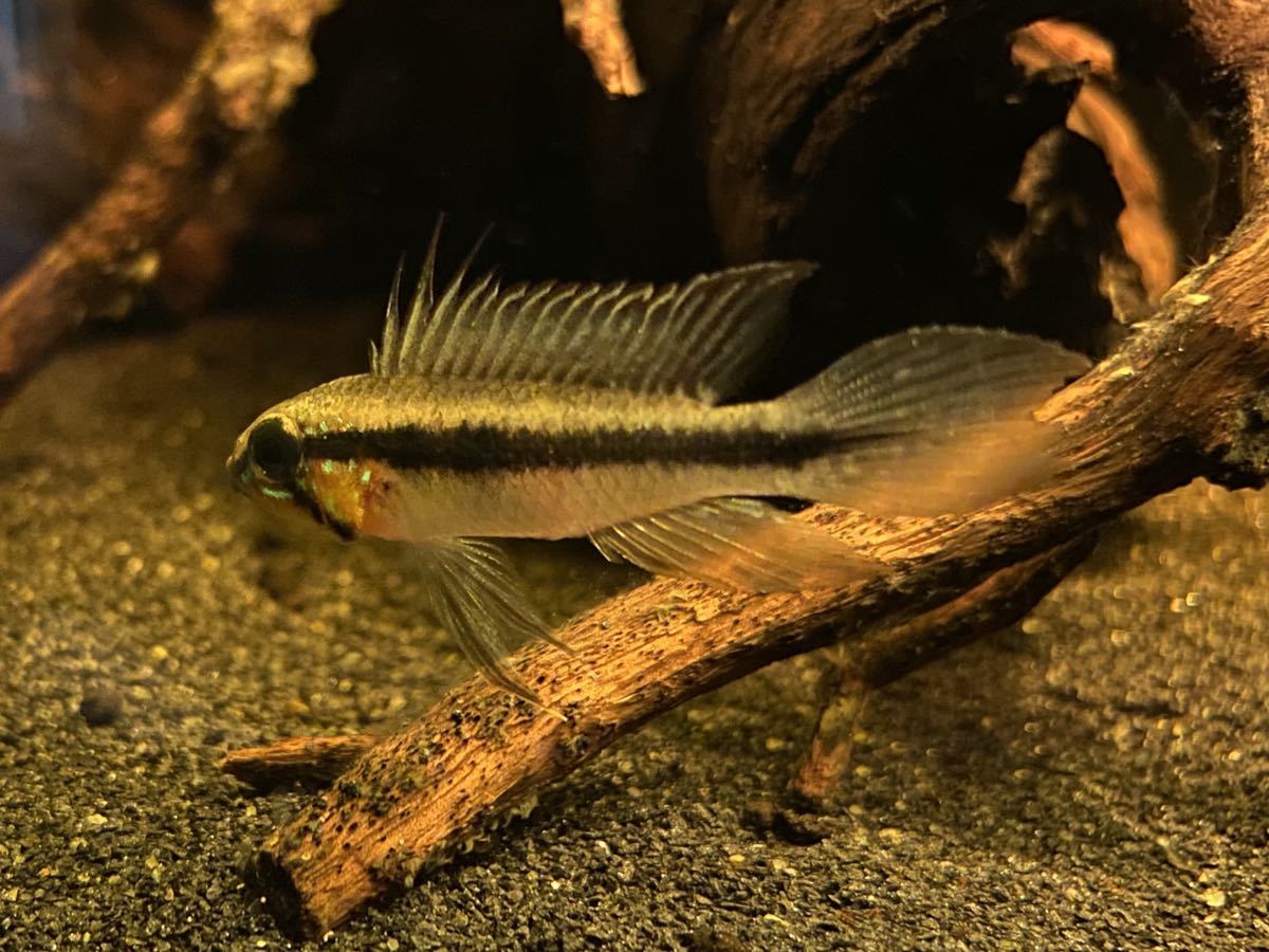 エリザベサエウアウペスWildペア！