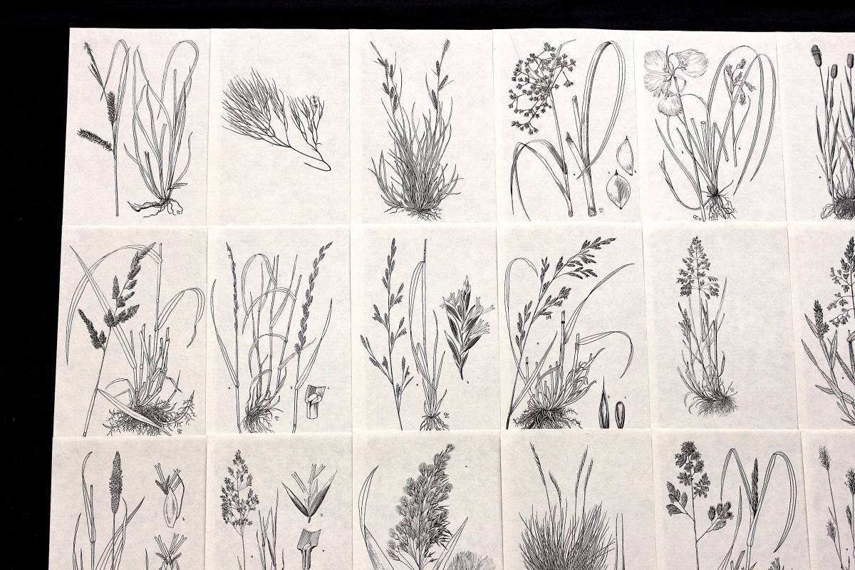 チェコの古いモノクロのボタニカルアート30枚セット ヴィンテージ チェコ雑貨 図鑑 植物画 白黒 デッサン 紙物 植物の絵 花 雰囲気 の落札情報詳細 ヤフオク落札価格情報 オークフリー スマートフォン版