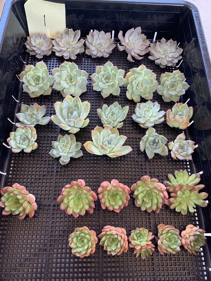 新品 韓国多肉植物 韓国苗 エケベリア Echeveria 22 多肉植物 Set 30個 岡山在庫 09 03岡山発送 の落札情報詳細 ヤフオク落札価格情報 オークフリー スマートフォン版
