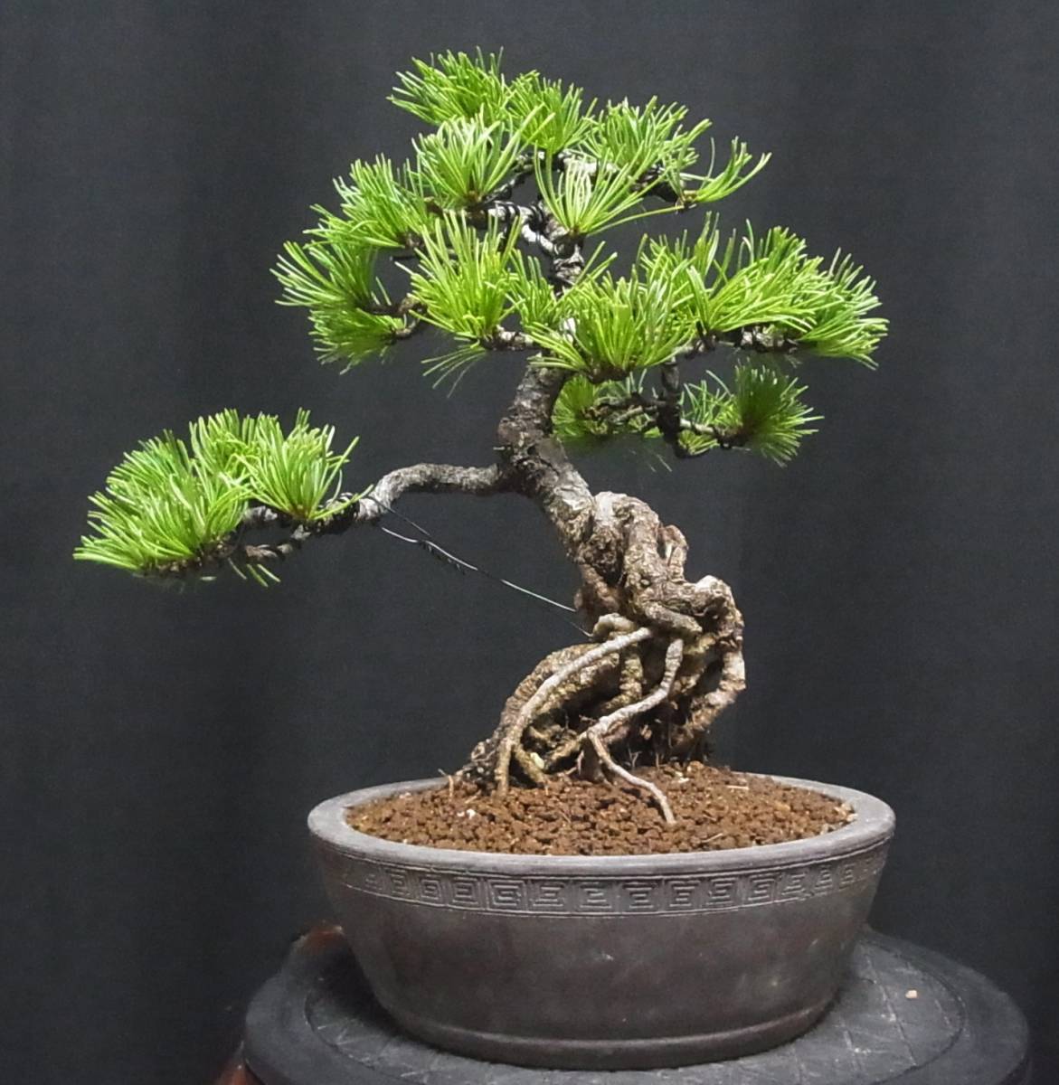 特選5☆黒松 盆栽 樹高25cm 激古 皮爆ぜ 枝打ち 根張り 躍動感あふれる