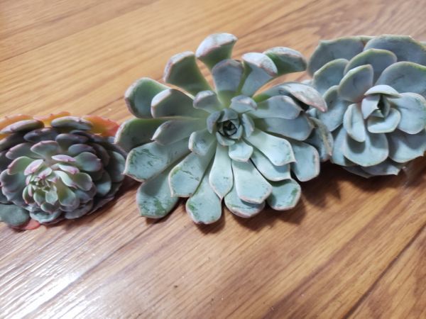 植物 レッドザラゴーサ ピンウィール オリオン ブルーサプライズ ピンクルビーが各5個で合計25個 Y0916 194 韓国苗 多肉植物 の落札情報詳細 ヤフオク落札価格情報 オークフリー スマートフォン版